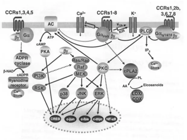 Figura  6.  Receptores  para  quimiocinas  CC  e  sua  sinalização.  O  presente  esquema  mostra como os receptores para quimiocinas, neste caso da família CC, são agrupados de  acordo  com  sua  especificidade  relacionada  ao  tipo  de  interação  entre