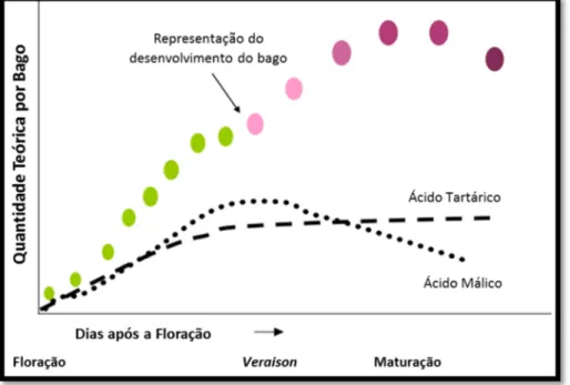 Figura 5 – Representação gráfica da evolução do ácido tartárico e ácido málico por bago  (quantidade teórica) (adaptado de Deloire, 2010)