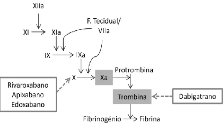 Figura 1 – Cascata da coagulação e respectiva actuação dos Novos  Anticoagulantes  Orais