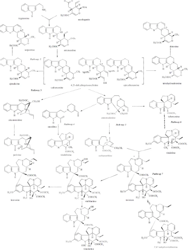 Fig. I.3 – The TIA pathway in C. roseus steps. From van der Heijden, Jacobs et al. (2004