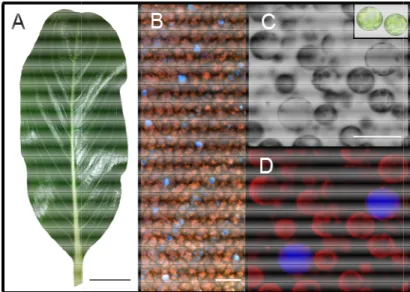 Fig.  I.6  –  C.roseus leaves  and  their