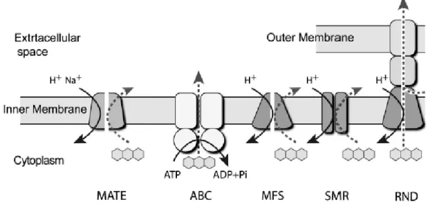 Fig.  I.7  -  Schematic  representation  of  the  five main multidrug  transporter  superfamilies