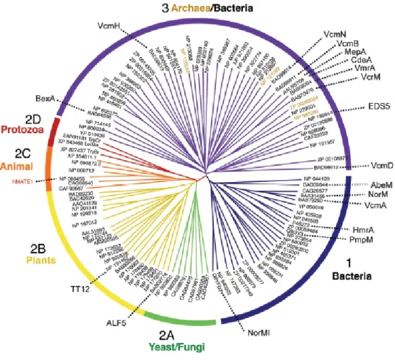 Fig.  I.8  -  A  phylogenetic  tree  of  selective  MATE-type  transporters  from  all  kingdoms