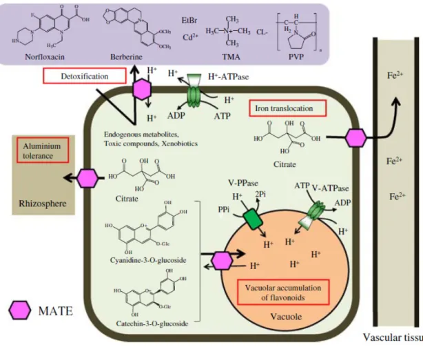 Fig.  I.10  -  A  model  of  the  physiological  functions  and  putative  substrates  of  MATE-type  transporters  in  plants