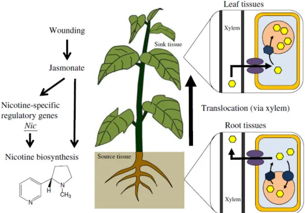 Fig.  I.11  -  Model  of  nicotine  translocation  and  cellular  accumulation  in  Nicotiana  species
