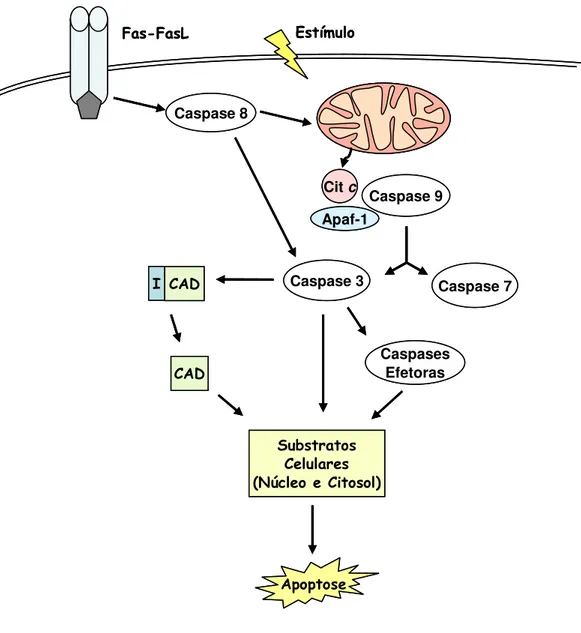 Figura  2-  Resumo  dos  principais  eventos  celulares  da  apoptose.  Após  o  estímulo  apoptótico,  externo  ou  via  Fas-FasL,  há  ativação  de  diferentes  cascatas  iniciadoras (caspase 8 ou caspase 9)