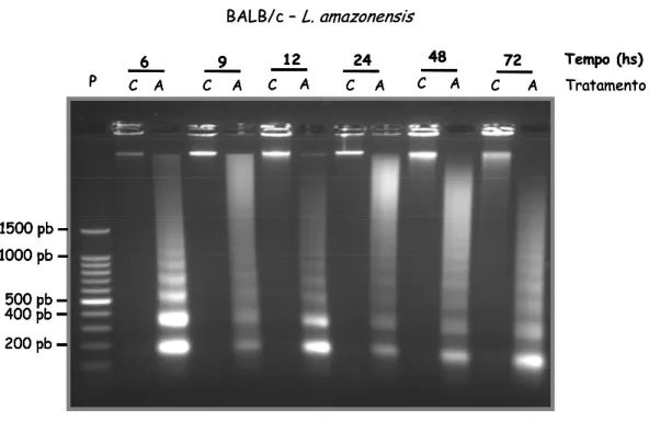 Figura 5- Fragmentação de DNA em macrófagos de BALB/c infectados por L. 