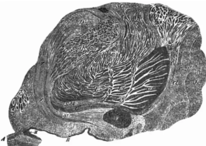 Figure 1. Transverse (coronal) section of the region of the human insula and  the basal nuclei (Fig