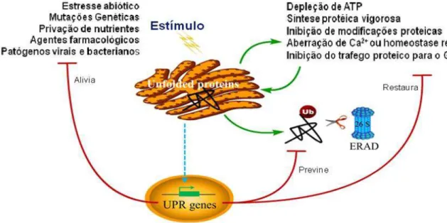 Figura  1:  Estresse  do  RE  e  funções  da  UPR.  Perturbações  a  homeostase  do  RE  causam  sobrecarga  de  proteínas  desdobradas  ou  mal  dobradas  no  lúmen  do  RE,  uma  condição  denominada  estresse  do  RE,  desencadeando a UPR