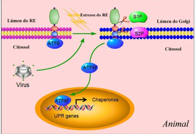 Figura 6: Via de sinalização ATF6. Em células não estressadas, ATF6 reside na membrana do RE