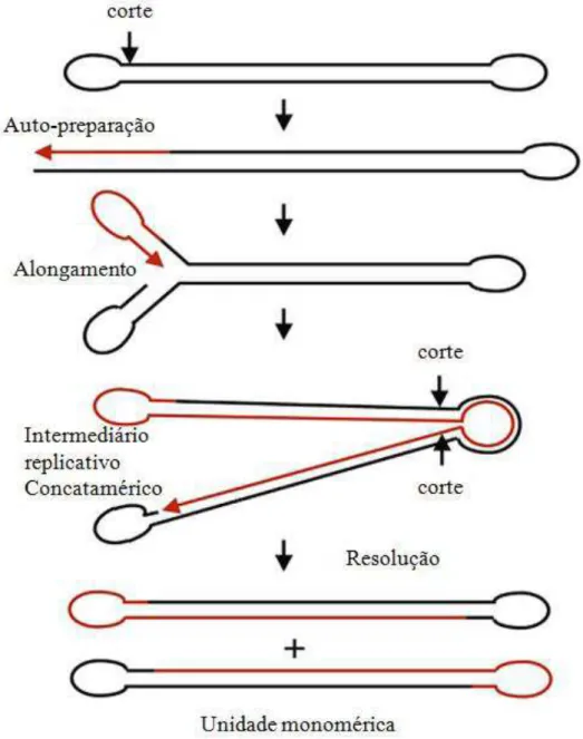 Figura 10  – Representação esquemática da replicação do DNA do VACV. A molécula de dsDNA linear  com  alças  terminais  é  clivada  perto  de  uma  alça  permitindo  a  extensão  até  ao  final  do  modelo