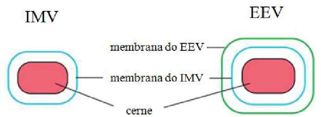 Figura  12  – Representação esquemática que ilustra a diferença básica entre o vírus intracelular maduro e o  vírus extracelular envelopado