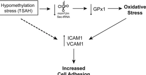 FIGURE 9. The role of hypomethylation on endothelial dysfunction and activation. Excess SAH induces hypomethylation stress capable of decreasing the available tRNA [Ser]Sec isoform mcm 5 Um