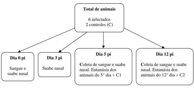 Figura 1: Datas e procedimentos realizados com coelhos infetados experimentalmente com o isolado Mutum de  BoHV-5