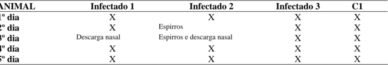 Tabela 06. Sintomas dos coelhos do 12° dia, infectados experimentalmente com o isolado Mutum de  BoHV-5, Belo Horizonte, 2008
