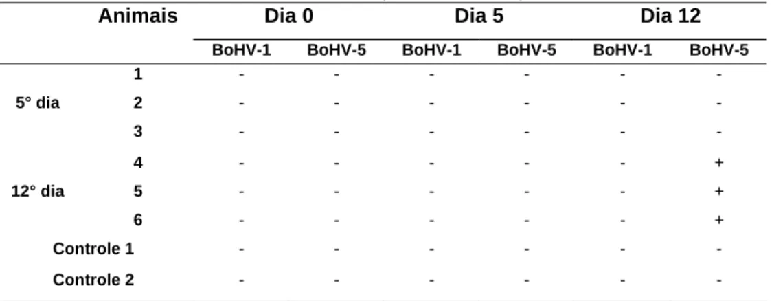 Tabela 11. Soroconversão para a amostra Colorado de BoHV-1 e amostra padrão EVI-88 de BoHV-5 em  coelhos infectados com o isolado Mutum de BoHV-5, Belo Horizonte, 2008.