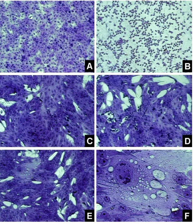 Figura 2.1: Efeito citopático observado na titulação viral em células MDBK a partir do “pool” de suabes  nasais de coelhos infectados com o isolado Mutum de BoHV-5