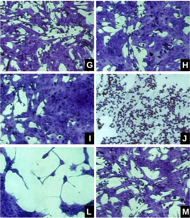 Figura 2.2: Efeito citopático observado na titulação viral em células MDBK a partir do “pool” de suabes  nasais de coelhos infectados com o isolado Mutum de BoHV-5