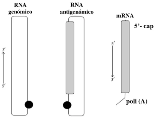 Figura  1.1:  Representação  esquemática  das  três  espécies  de  RNA  do  HDV.  O  RNA  genómico  do  HDV  é  um  RNA  circular  de  cadeia  simples  com  cerca  de  1700  nucleótidos