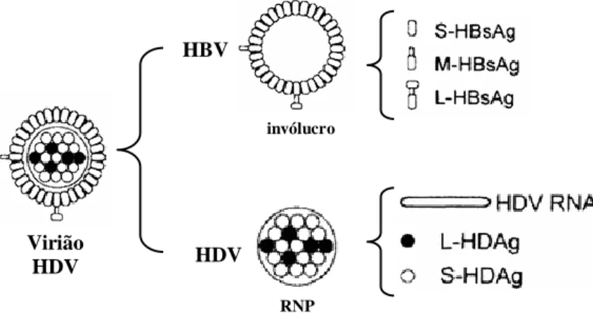 Figura  1.2:  Representação  esquemática  da  partícula  HDV.  O  virião  é  constituído  por  dois  tipos  de  elementos: i) o invólucro viral é constituído por proteínas de superfície do HBV, as proteínas S-HBsAg,  M-HBsAg  e  L-HBsAg;  ii)  a  ribonucle