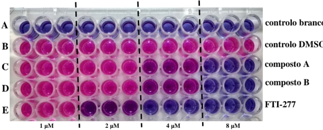 Figura  3.2:  Representação  da  placa  de  96  poços  após  incubação  durante  4h  com  resazurina,  realizada no contexto de ensaio da viabilidade celular