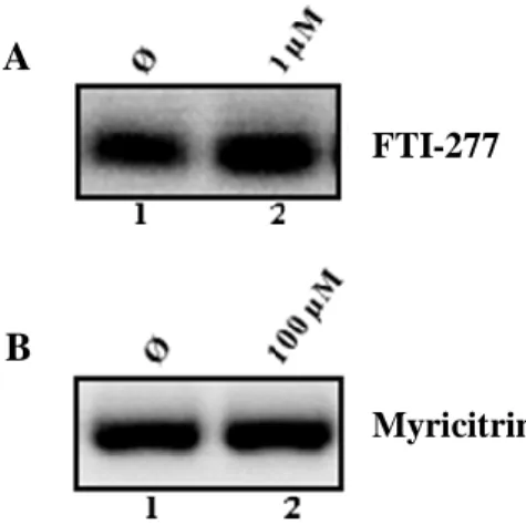 Figura 3.5: Influência dos  compostos A  (painel  A) e B (painel B) nos níveis de expressão do  RNA  genómico do HDV