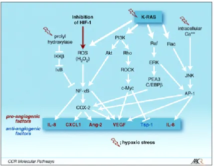 Figura  7  -  Vias  de  transdução  de  sinal  que  podem  estimular  a  angiogénese  independentemente do HIF-1