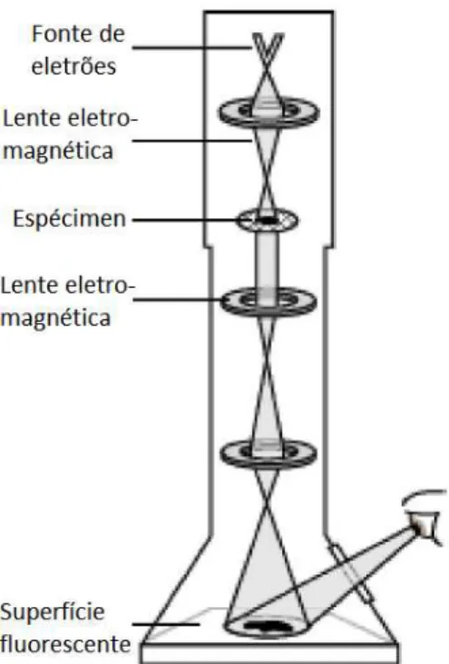 Figura 2.1 – Esquema de um microscópio eletrónico de transmissão 