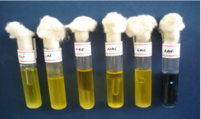 Figura 4 – Zimograma - teste de fermentação de  açucares. Foram utilizados  6 carboidratos: glicose,  lactose,  trealose,  maltose,  galactose  e  rafinose
