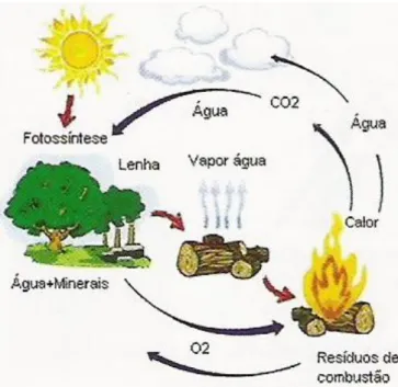 Figura 3. Esquema do “Ciclo do Carbono” (Fonte: PellestsLar, (2007)). 