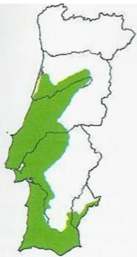 Figura 9. Distribuição do pinheiro manso (Pinus pinea L.) (Fonte: Silva, 2007) 