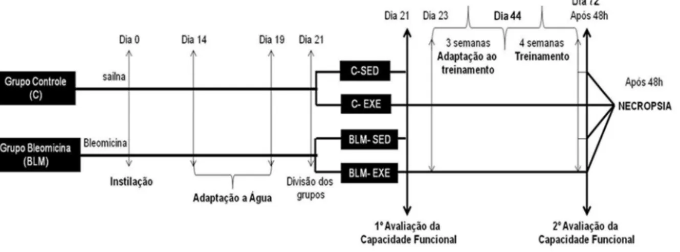 Figura  2  –  Delineamento  do  estudo.    C-SED:  Grupo  controle-sedentário  (n=6);  C-EXE:  Grupo  controle-exercício (n=6); BLM-SED: Grupo sedentário (n=8); BLM-EXE: Grupo  bleomicina-exercício (n=8)