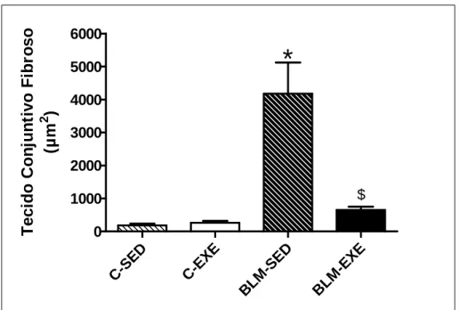 GRÁFICO 4 – Comparação da área de tecido conjuntivo fibroso pulmonar (µm 2 )  em camundongos sedentários e treinados do grupo controle (C-SED e C-EXE)  e bleomicina (BLM-SED e BLM-EXE)