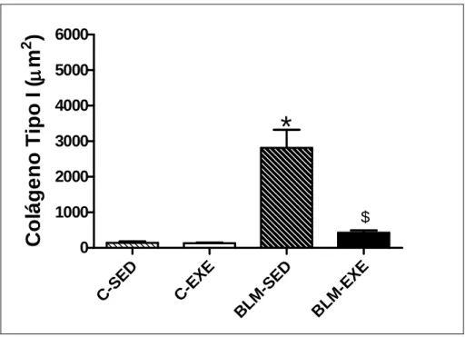 GRÁFICO  5  –  Comparação  da  área  de  marcação  de  colágeno  tipo  I (µm 2 )  no  pulmão de camundongos sedentários e treinados do grupo controle (C-SED e  C-EXE) e  bleomicina  (BLM-SED  e  BLM-EXE)