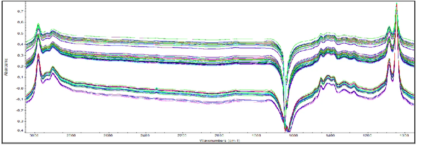 Figura 8 - Espectros dos vinhos tintos no FTIR (1000 – 3000 cm -1 ). 