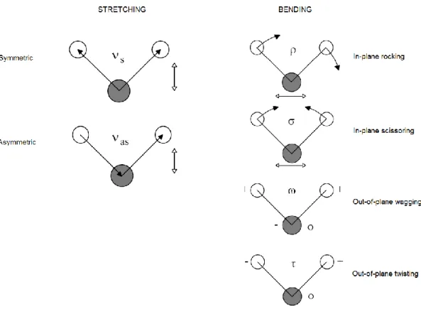 Figure 1: Different types of molecular vibrations (A. Piazzalunga). 