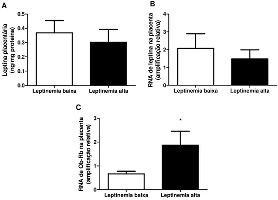 Figura  7:  Leptinemia  no  cordão  umbilical.  A:  Leptinemia  na  veia  umbilical 