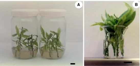 Figure 1. Root induction treat- treat-ments. (A) Shoots treated by culture for 5 d in agar medium supplemented with 14.7 μ M IBA