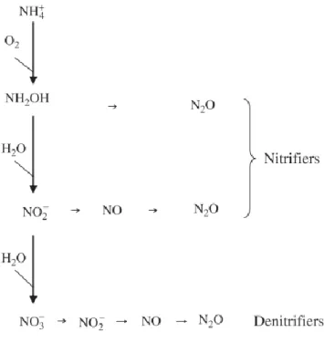 Figure 2.9 Nitrification process and gaseous N losses (adapted from Kool et al., 2009) 