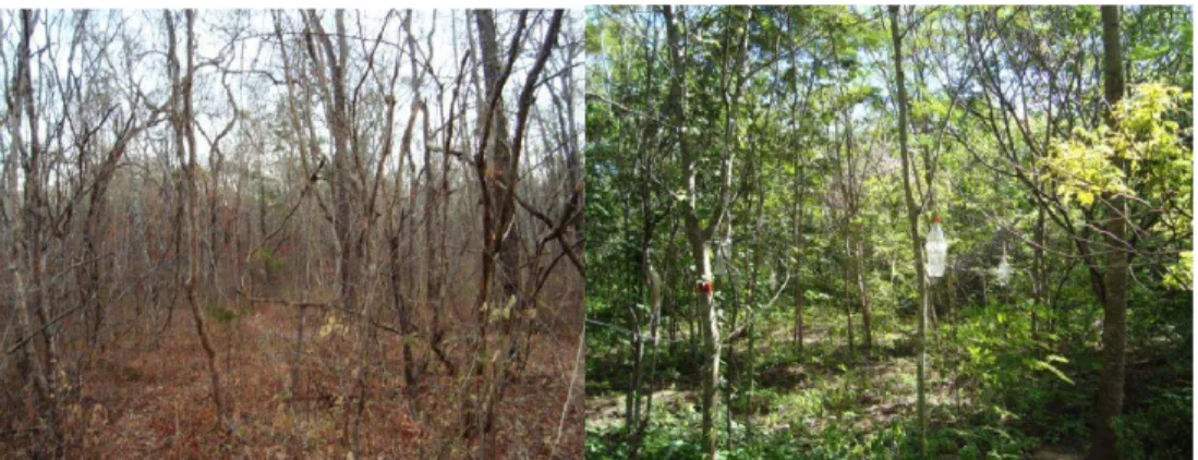 Figura 2. Deciduidade foliar da comunidade vegetal do PEMS, estação seca em  setembro (esquerda) e estação chuvosa em novembro (direita)