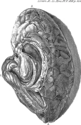 Figure 2. Duvernoy’s Plate XII depicting the drawing of a dissected right  hemisphere, displaying the hippocampus and neighboring structures