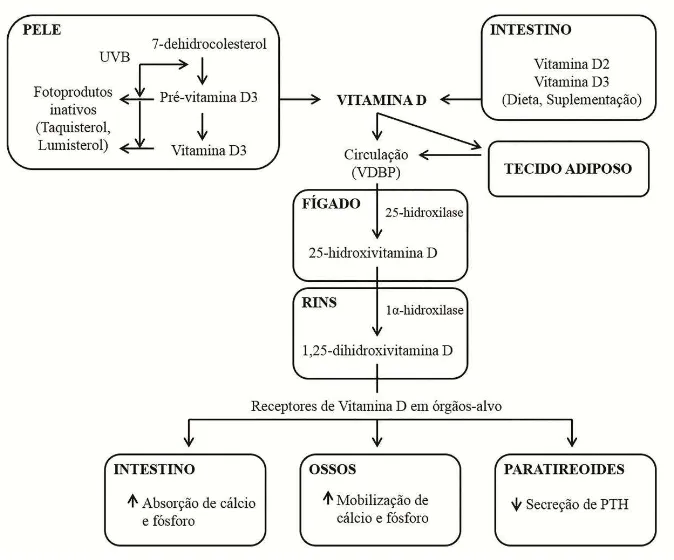 Figura  1:  Fontes,  metabolismo  e  ações  da  vitamina  D.  UVB:  Radiação  Ultravioleta  B;  VDBP:  Vitamin D-Binding Protein (Proteína Ligadora de Vitamina D); PTH: Paratormônio