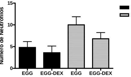 Gráfico  11  -  Número  de  neutrófilos  na  borda  da  necrose  amebiana  e  no  parênquima hepático de camundongos inoculados com E