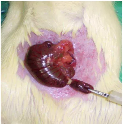 Figura 1- Confecção da bolsa cecal com dispositivo de ligadura elástica em rato para indução de  peritonite 
