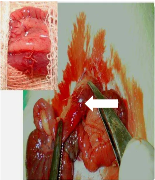 Figura 2- Anastomose no cólon direito de rato (seta). No detalhe, anastomose concluída