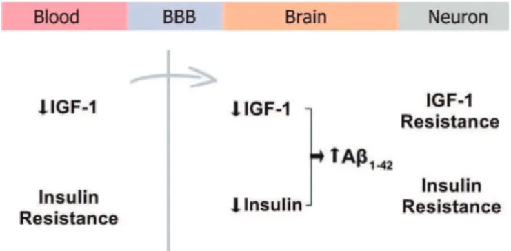 Figure 2. Uptake of IGF-1 and insulin into the brain. A reduction of IGF- IGF-1 and peripheral insulin resistance promotes a reduction in uptake of   IGF-1 and insulin into the brain, resulting in accumulation of A β 