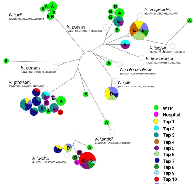 Fig. 2 Maximum likelihood tree of the water isolates and the type strains of Acinetobacter spp., constructed on the basis of concatenated rpoB, recA, and gyrB sequences with the isolation site indicated