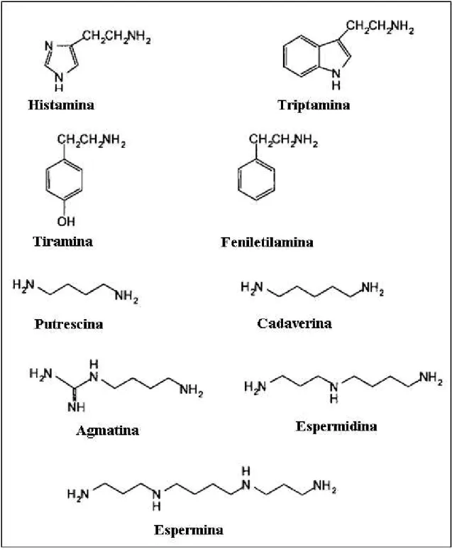 Figura 1: Estrutura química de algumas aminas biogênicas (Onal, 2007) 