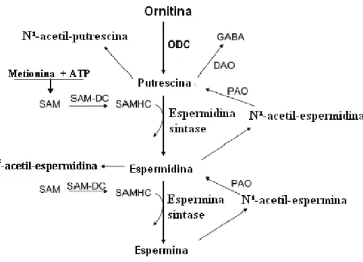 Figura 2: Síntese e interconversão das poliaminas. DAO, diamina oxidase; GABA , ácido  -aminobutírico,  ODC,  ornitina  descarboxilase;  PAO,  poliamina  oxidase;  SAM,  adenosilmetionina,  SAM-DC,   S-adenosilmetionina  descarboxilase;  SAM-HC,  S-S-adeno