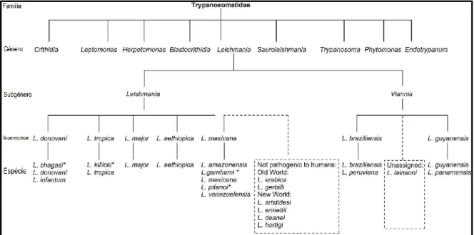 Figura 1 – Taxonomia da Leishmania (5). *Classificação da espécie ainda em discussão. L